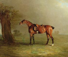 Racehorse