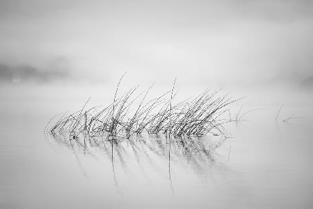 Reed in morning light