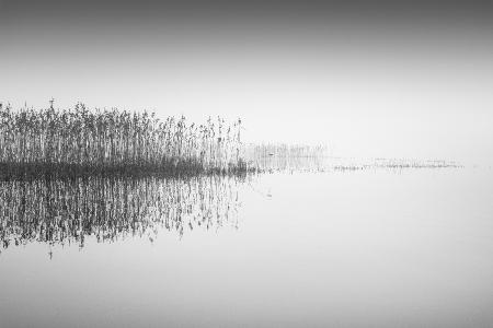 Reed in the mist