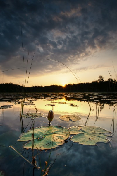 Water lily bud od Benny Pettersson