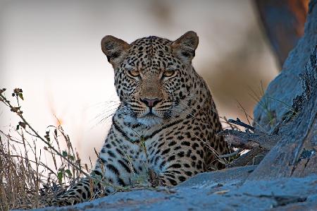 Leopard, Okavango Delta