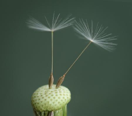 Dandelion Seed