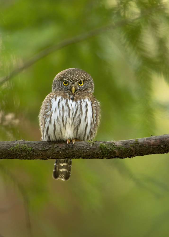 Pygmy Owl od Bill Lu