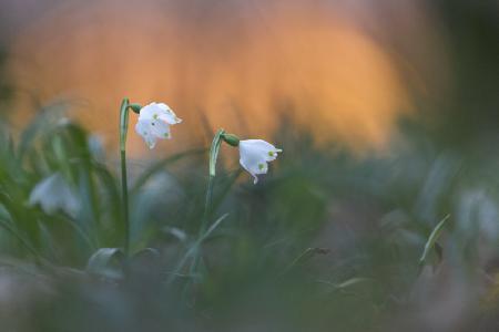 Close-up of white snowflake on field, sunset