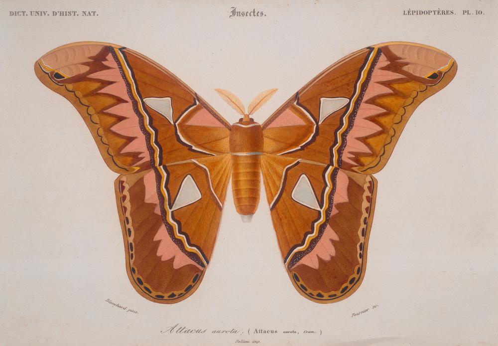 Attacus aurota od Blanchard É.