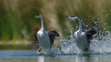 Westen Grebes