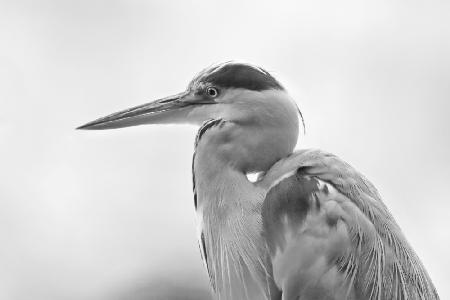 Heron