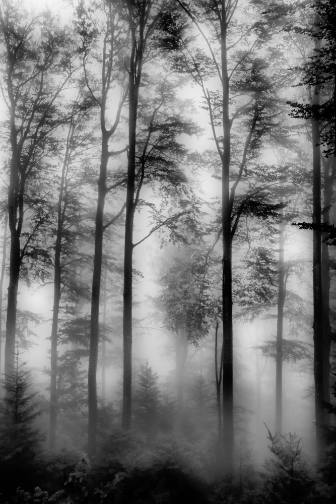 Woods od Bojan Bencic