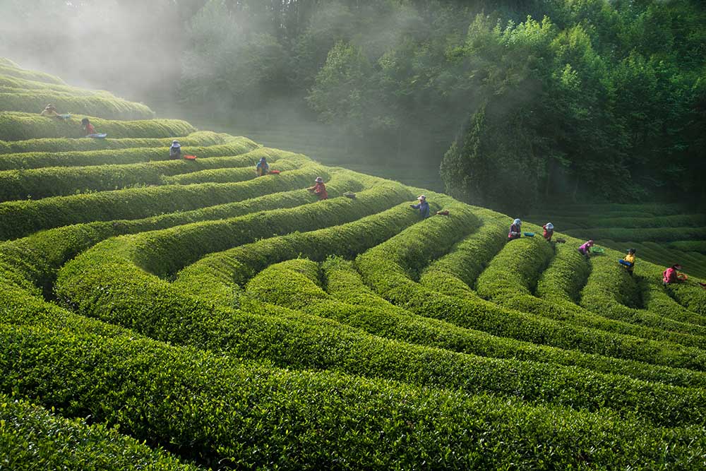 Green Tea Farm od Bongok Namkoong