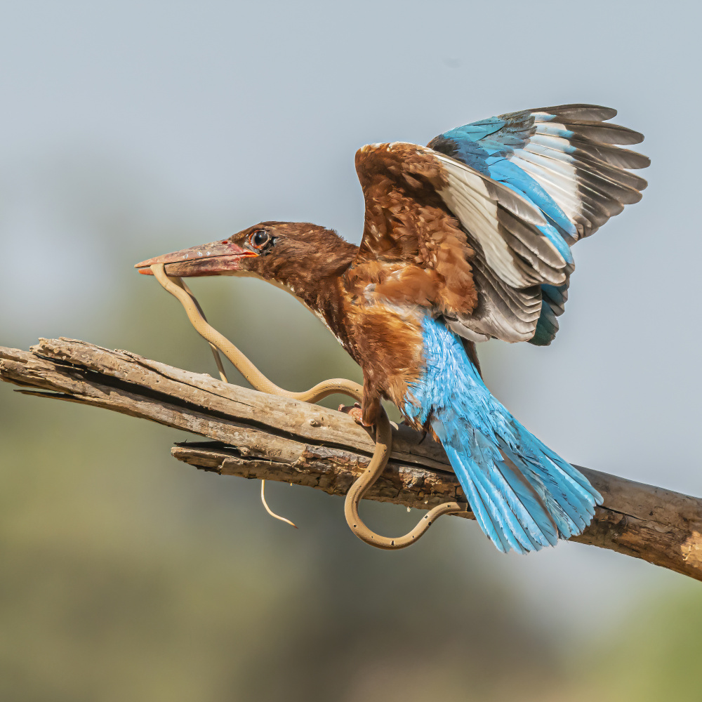 B brave kingfisher od Boris Lichtman