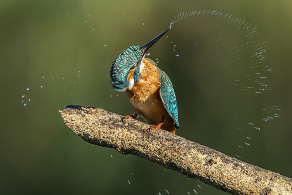 Kingfisher after bathing od Boris Lichtman
