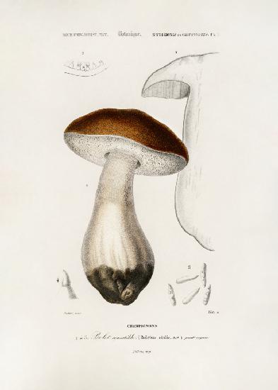 Penny Bun (boletus Edulis)