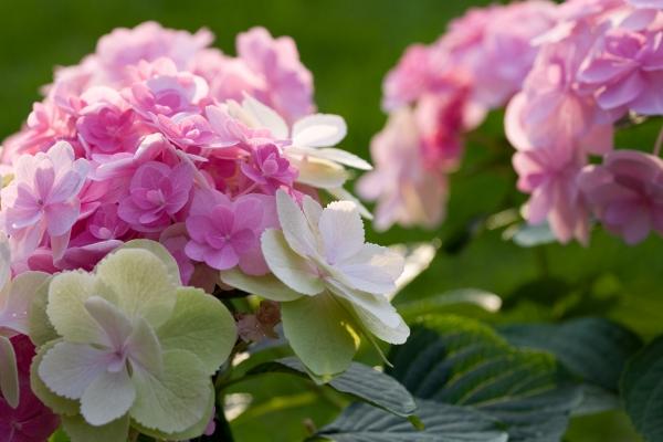 Hydrangea od Brigitte Götz