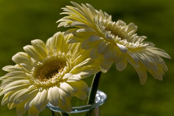 gelbe Gerbera od Brigitte Götz