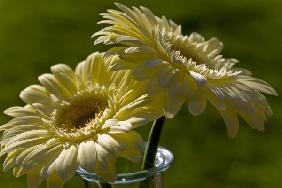 gelbe Gerbera