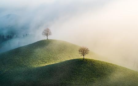 Trees on the hill