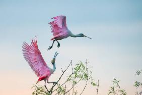 Rosy pair (Roseate Spoonbills)