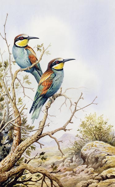 Bee-Eaters  od Carl  Donner