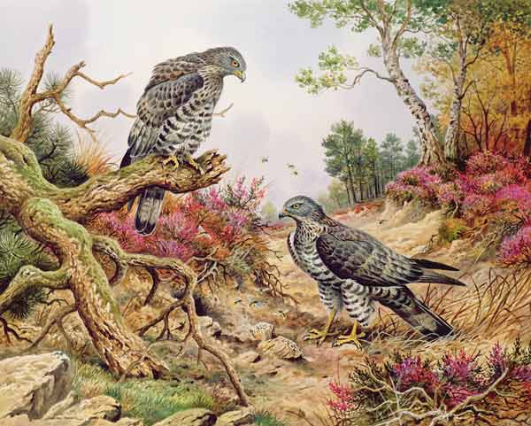 Honey Buzzards  od Carl  Donner