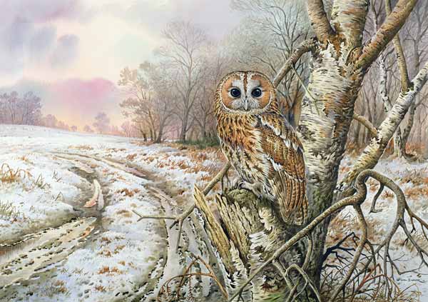 Tawny Owl  od Carl  Donner