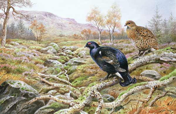 Black Grouse on a Moor 