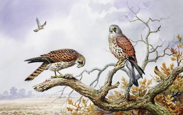 Pair of Kestrels (w/c) 