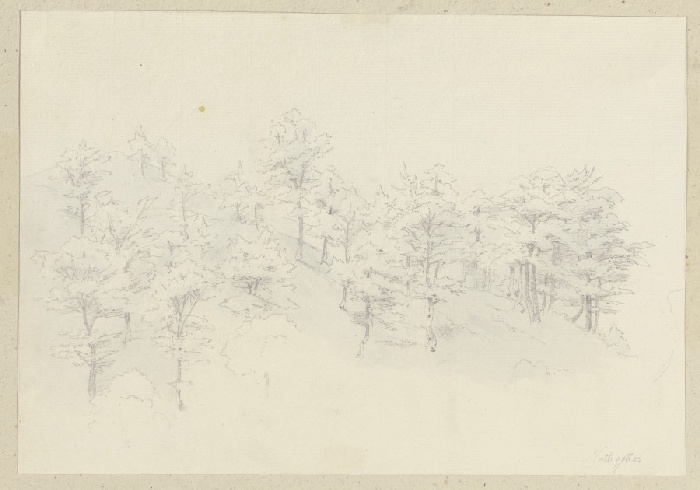 Arbored slope od Carl Theodor Reiffenstein