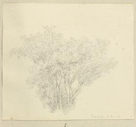 Group of trees