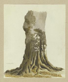 Tree trunk