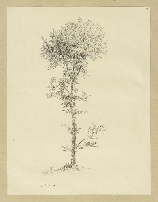 A tree od Carl Theodor Reiffenstein
