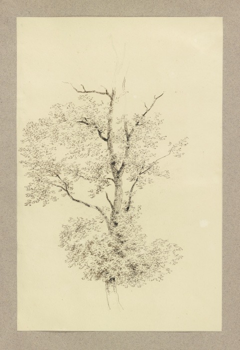 A tree od Carl Theodor Reiffenstein