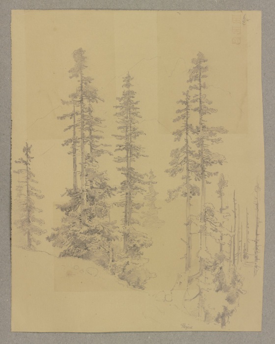 Conifers od Carl Theodor Reiffenstein