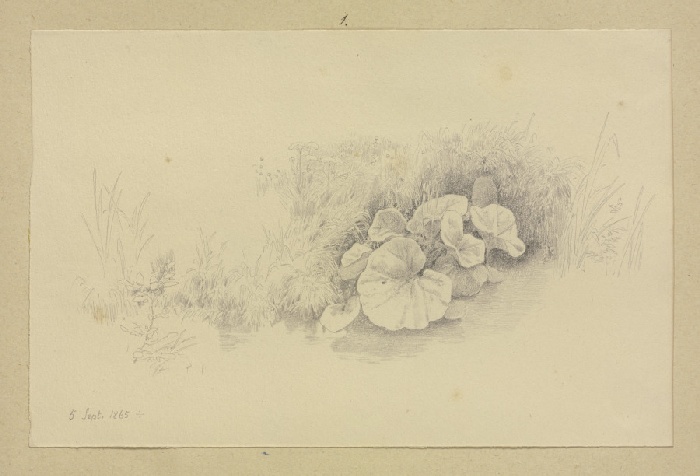 Rasenstück mit großblättriger Pflanze od Carl Theodor Reiffenstein