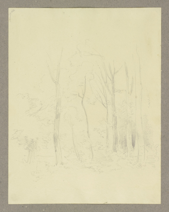 Forest section od Carl Theodor Reiffenstein