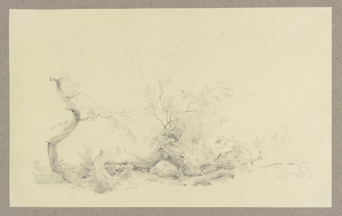 Zu Boden gefallener Hauptast eines Baumes od Carl Theodor Reiffenstein
