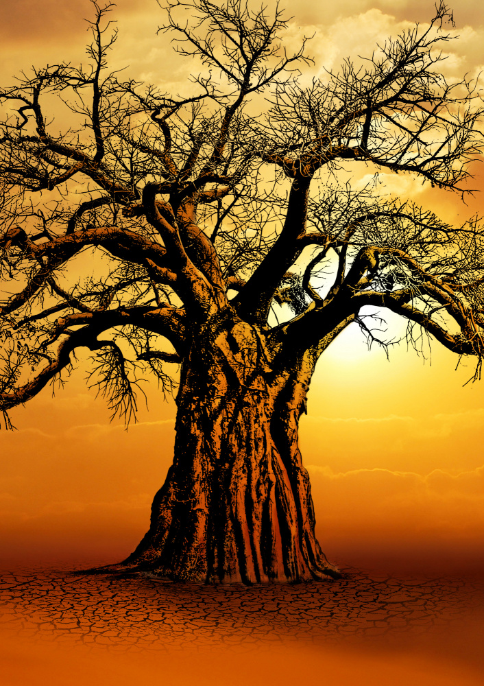 African Baobab Tree at Sunset od Carlo Kaminski