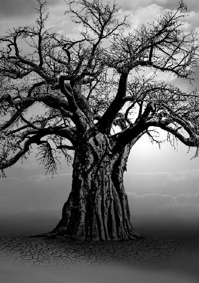 African Baobab Tree at Sunset