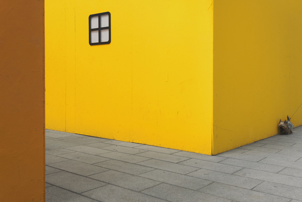 Yellow street dog od Carlo Tonti