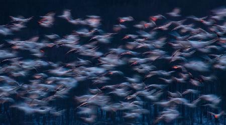 Snow Geese Migration