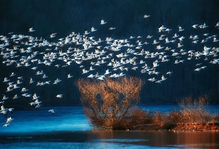 Snow Geese Migration