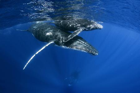 Humpback Whales