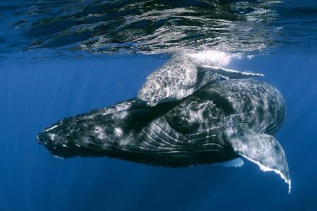 Humpback whales