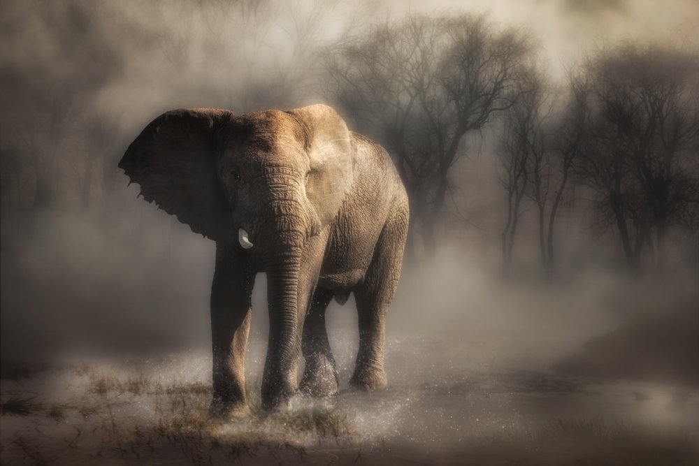 “....elephant drinking water...’ od Charlaine Gerber