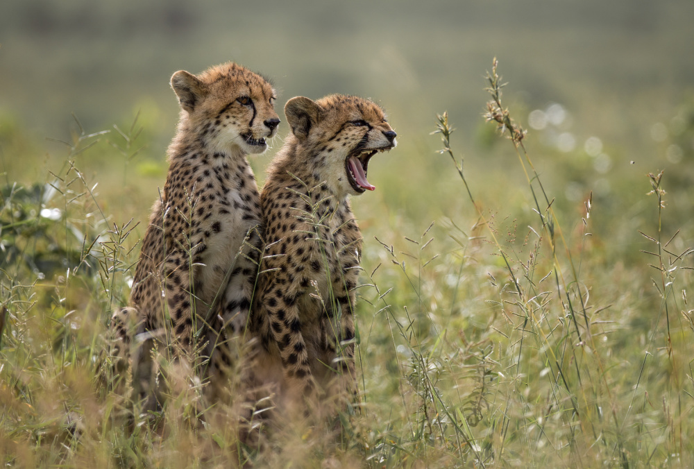 Cheetah brothers yawning od Charlaine Gerber