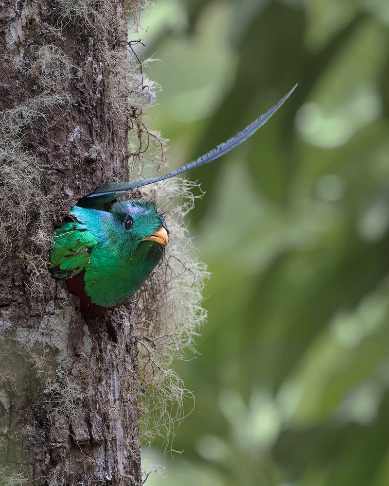 The nest is not deep enough. od Cheng Chang