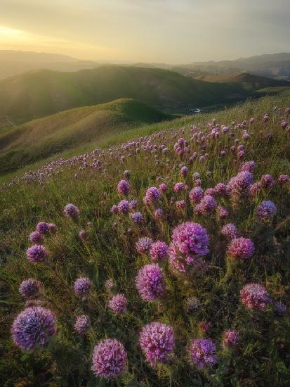 Purple Owls Clover