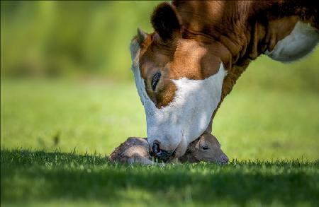 cow deer love