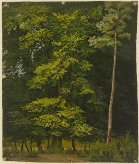 Broadleaf forest (study in oil)