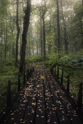 Misty morning