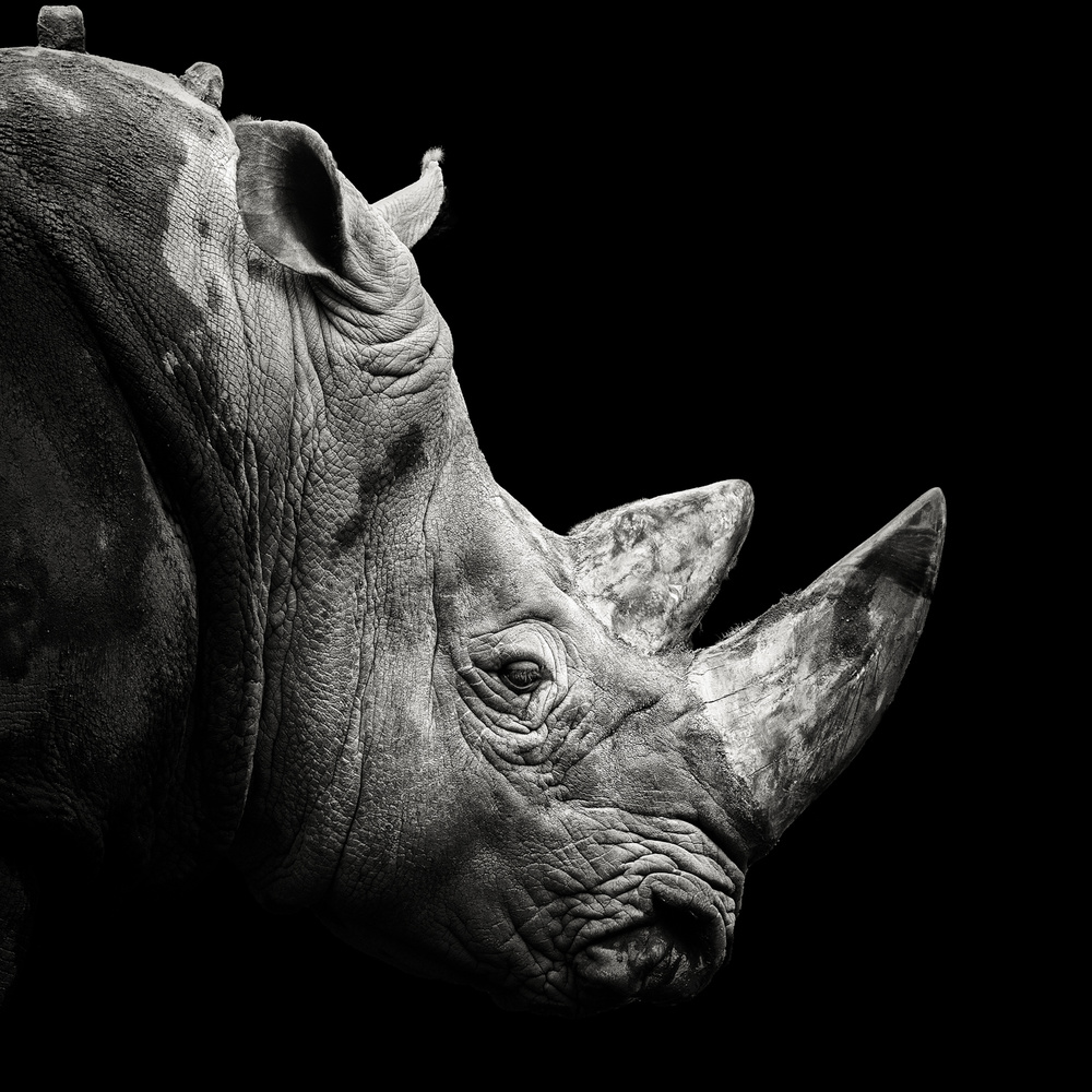 Rhino od Christian Meermann